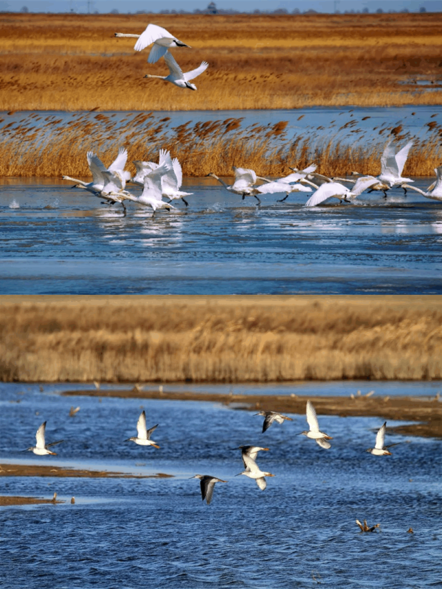 山东变身“候鸟天堂”，点击Get冬日限定浪漫