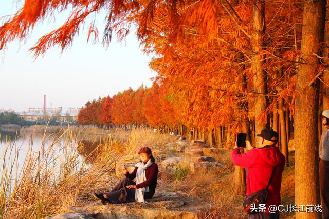 河南淮滨：湖畔杉红，游人来