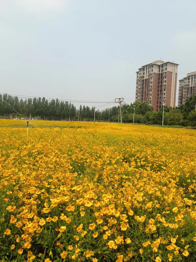 天津又一新建的公园~《山水花苑》