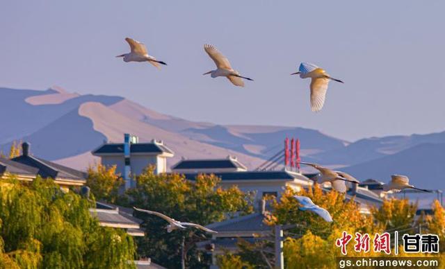 金秋敦煌党河风情线白鹭翩跹