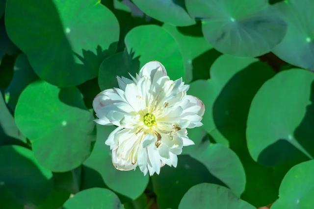 藕花深处棹歌远，江汉夏日荷风集