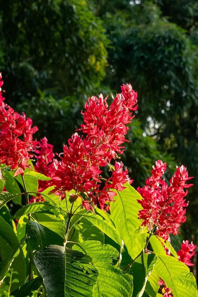 快去拍！柳州的冬天像是倒放的春天