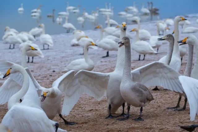 免费！玩转运城冬日绝美风光！