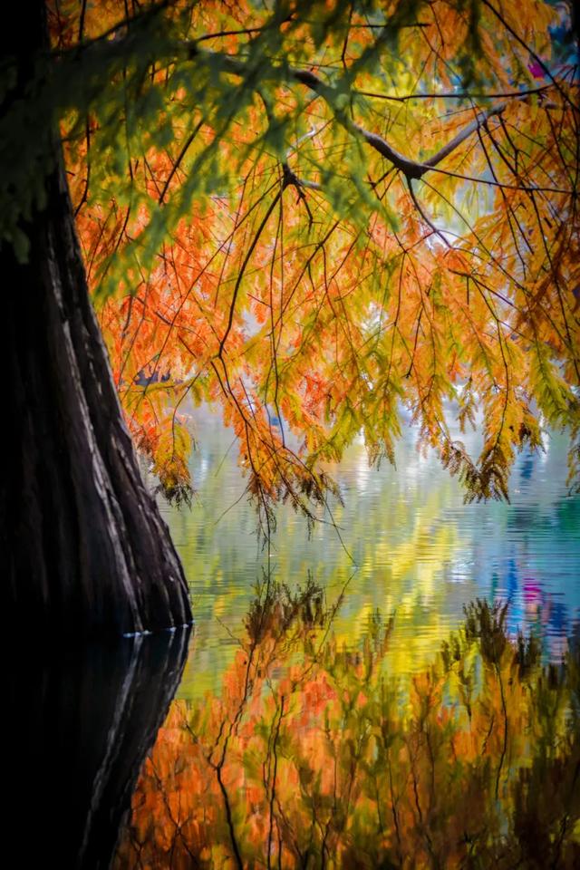 时间在这里按下暂停键,让我们见证季节变换