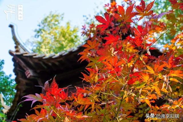 人在南京，红叶正盛，等你来～