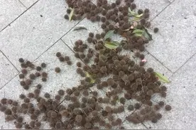 小小的“枫球子”，还有一些不为人知的小妙招，涨知识了图片