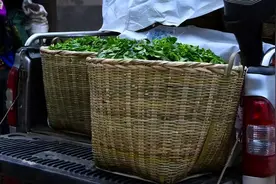 茶农原料积压，茶商资产贬值！茶叶集体经济路线，才是市场出路？图片