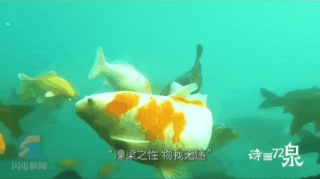 被济南泉水下的世界惊艳到了！