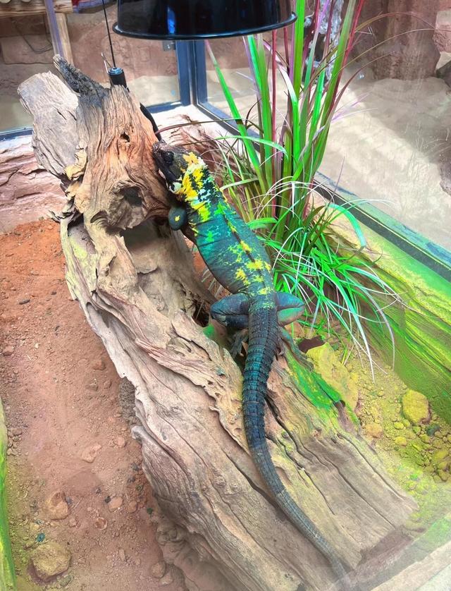 厦门园博苑虫返地球博物馆，这是一座沉浸式活体昆虫主题博物馆