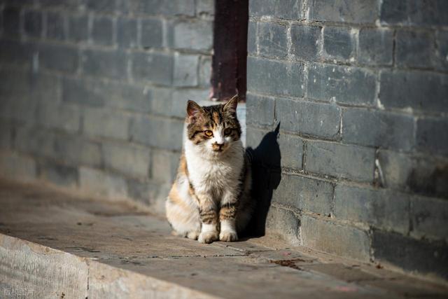 满陇桂雨间，体验杭州最有秋意的休闲徒步路线