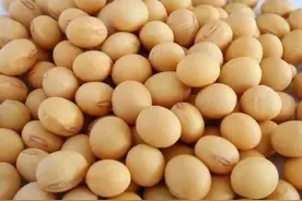 小小“黄豆”是个宝，鸡瘟遇到都要跑！图片