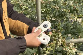 科技赋能实现全年持续生长 头茬蓝莓抢鲜上市图片