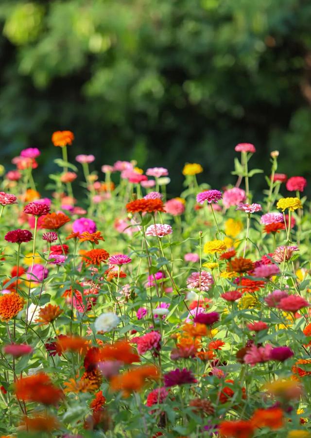 邂逅秋日烂漫：丰泽这片花海美丽绽放，就藏在……