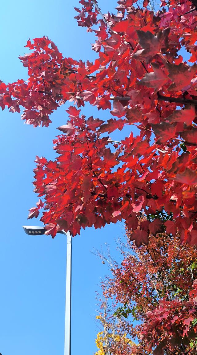 藏在烟火里的彩林