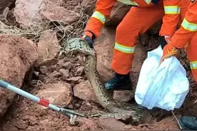 惊险！龙岩一工地挖出“冬眠”蟒蛇！网友称：风水宝地！图片