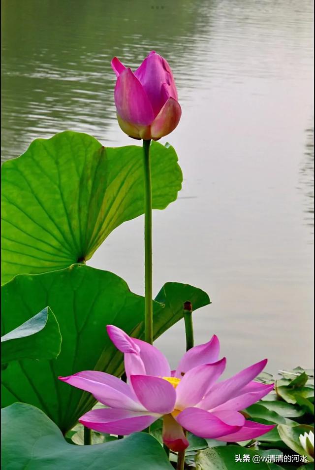 荷花是夏季里最曼妙的风景