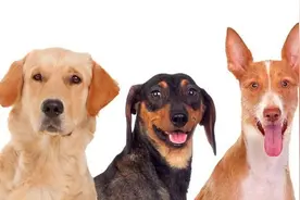 狗的一岁相当于人的多少岁图片