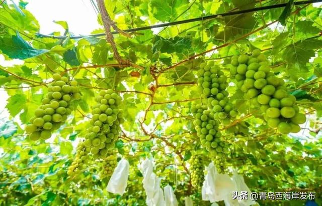 开炫！西海岸秋日“萄”宝指南来啦→