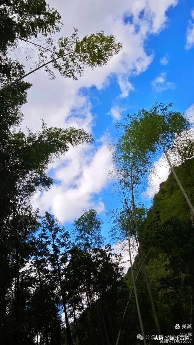 隐藏在温州深山幽谷的绿野仙踪,免费开放,知道的人却极少!