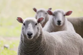 羊的叫声是“咩”，听起来像是在说“没有”图片