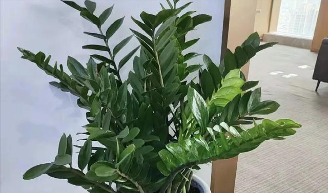 2毛钱的小药片，扔到花盆里，叶片疯长，满枝花苞！