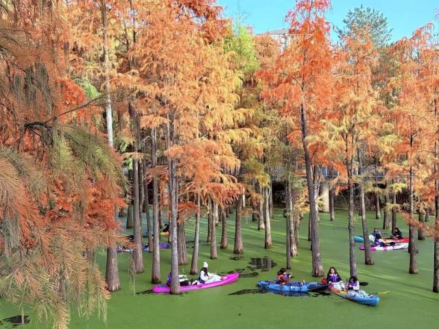 “初冬的童话”！青山湖水上森林“一天更比一天红”