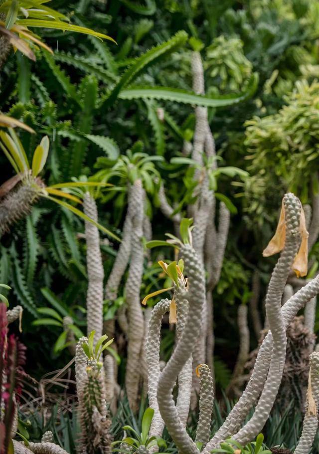 广西广东海南环游(七)南亚热带植物园、湖光岩