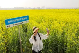 本周六开园！武汉万亩油菜花海来了图片
