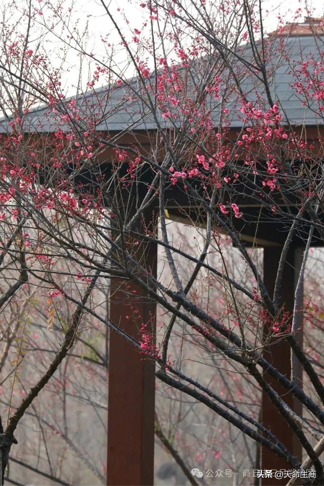 商丘日月湖梅花初绽，邀你共赴寻香之约