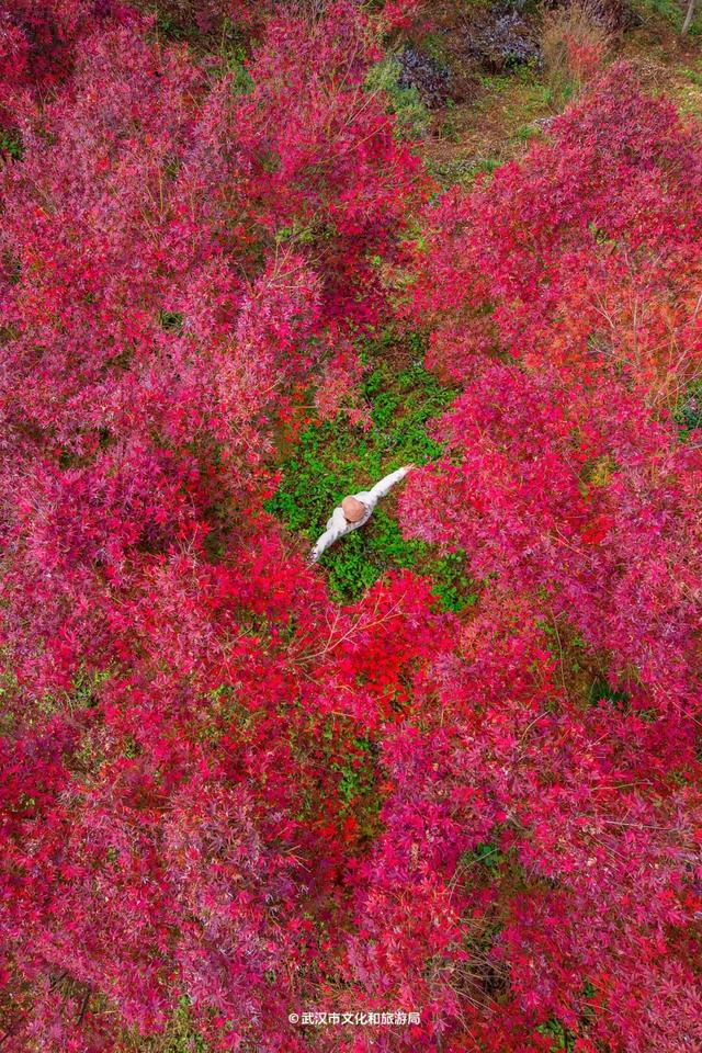 红了！武汉5000余亩红叶树，集体变色