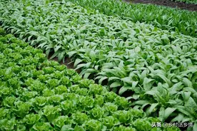 种菜技巧多如牛毛，核心方法无非就这么几点，掌握了就是种植达人图片