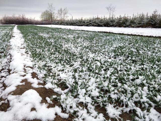 今日三九，“最怕三九是晴天	”	，晴天啥预兆？为何怕？农谚说透了