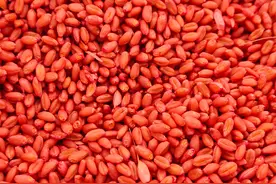 磷酸二氢钾，在小麦上啥时间用，效果最好图片