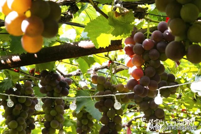 城阳宫家村葡萄季甜蜜来袭，采摘攻略请收好！