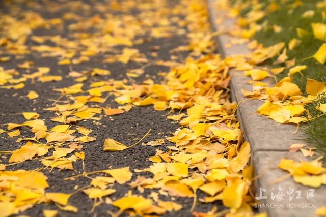 300岁古银杏披上“黄金甲”，“落叶不扫”打造金色打卡点