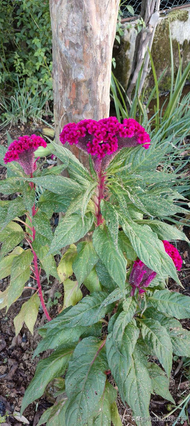 婺源游记-01慢品人间烟火