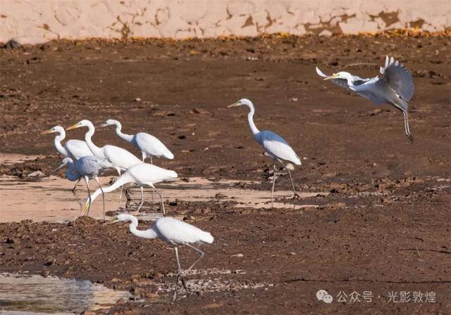 金秋时节:敦煌党河风情线上白鹭翩跹