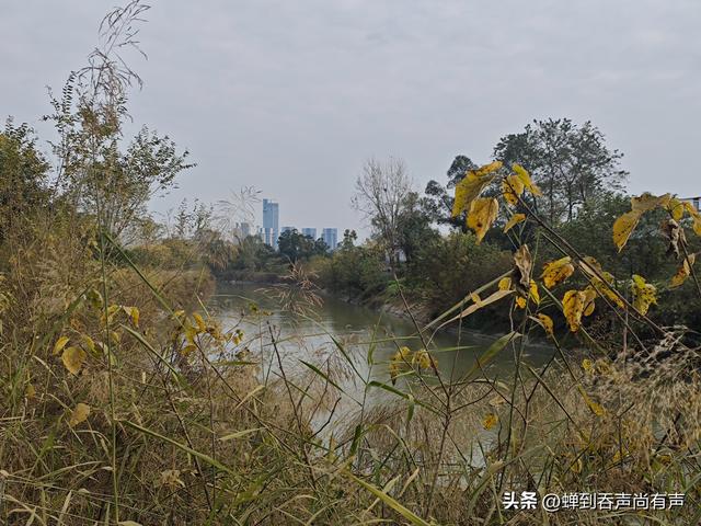 水岸新生：一窥成都东风渠的惊艳变化