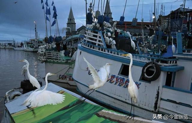 特朗普“再搅局”COP30！全球低碳转型危机四伏，中国该如何破局