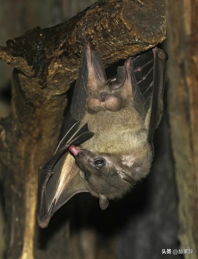 印度爆发尼帕病毒	，死亡率达75%，世界经不起折腾，中国也有病原