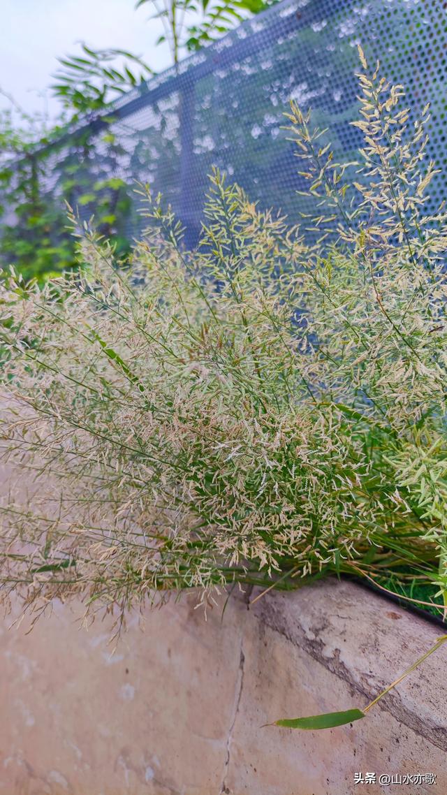 夏天过去了，秋天也过去了，我再也没有见过那个手捧狗尾草的男人