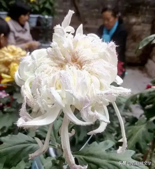 趵突菊韵 锦绣泉城