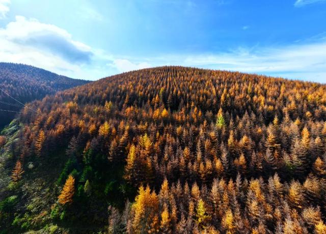 毛羽山，万亩松林鎏金。