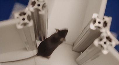 送动物上天不只为探路！小小"航天员"，帮人类找星际生存答案