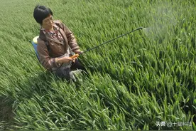 两位小麦专家提醒：晚熟小麦品种，不适合好地，应种植在赖地图片