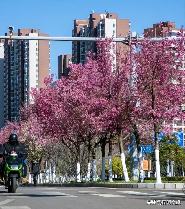 美炸！美炸！全国裹貂我赏樱！昆明最全冬樱赏花攻略来了，周末快冲~