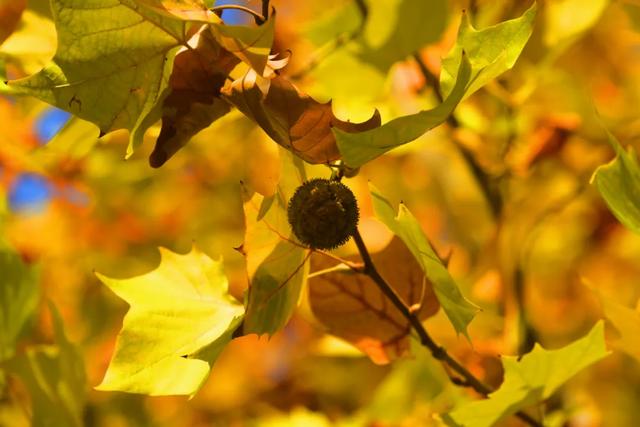 避开人群!两江新区这条梧桐大道,独享初冬金色浪漫