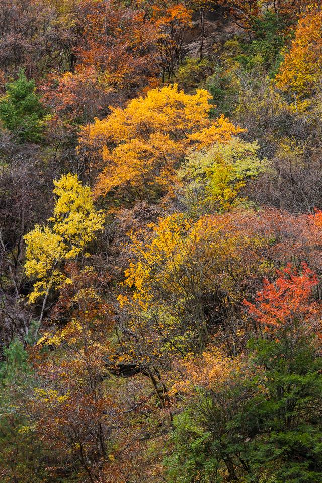 光影札记 | 黑水彩林：八十里画廊的彩林，藏着川西最绚烂的秋