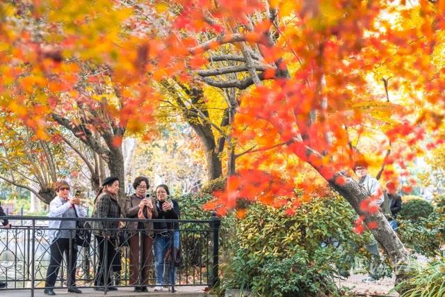 鲁迅公园枫叶红了！红黄青绿交织秋意浓~超出片