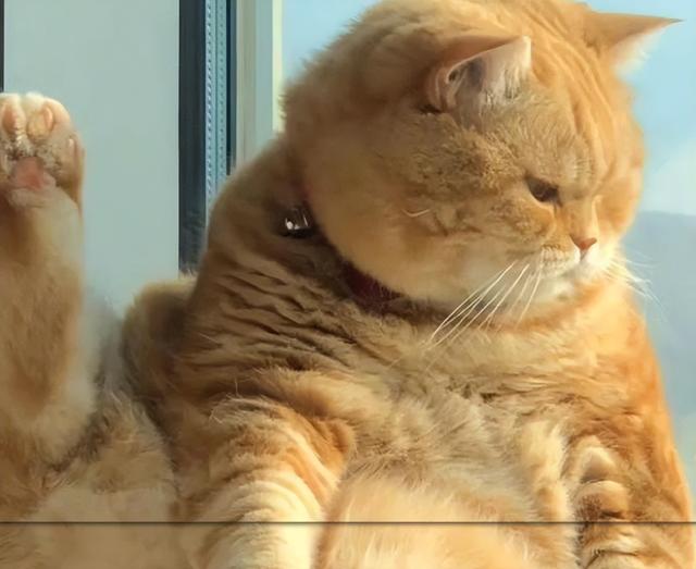 猫咪的“3个”旺财名，不仅让它健康长寿，还能让你财源滚滚！